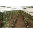 Plasa pvc pentru urcarea plantelor in cultura castravetilor 2x10 m