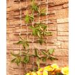 Suport/spalier natural pentru catarare plante/legume 30x200 cm 