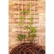 Suport/spalier natural pentru catarare plante/legume 100x200 cm 