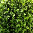 Arbust artificial, forma sferica, buxus, diametru 39 cm