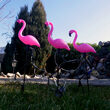 Lampa gradina solara 3 flamingo