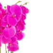 Orhidee arificiala cu ghiveci din ceramica, roz, 75 cm, Springos