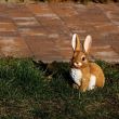 Decoratiune gradina, balcon - Iepuras