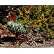 Decoratiune gradina metalica paun verde 62x23x43cm
