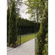 Arcada metalica, pergola, pentru gradina, ascutita, bronz antic, 173x51x260 cm