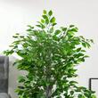 Ficus artificial cu ghiveci, verde, 135 cm