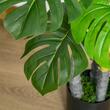Monstera artificiala cu ghiveci, verde, 120 cm
