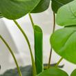 Monstera artificiala cu ghiveci, verde, 120 cm