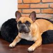 Pat/culcus moale, pentru caine/pisica, negru, 40 cm, SPRINGOS