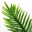 Palmier artificial cu ghiveci, verde, 123 cm