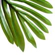 Palmier artificial cu ghiveci, verde, 150 cm