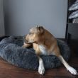 Pat/culcus moale, pentru caine/pisica, grafit, 60 cm, Springos