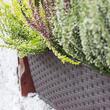 Set 4 jardiniere decorative, Prosperplast, imitatie ratan, maro, 49.2x17.2x17.4 cm